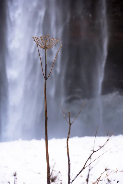 Detalle Planta Con Fondo Cascada Islandia Europa Explorar Tierra Viking — Foto de Stock