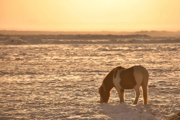 Jděte Prozkoumat Autentický Island Zimě Seznam Islandským Koněm Vyvinutým Islandu — Stock fotografie