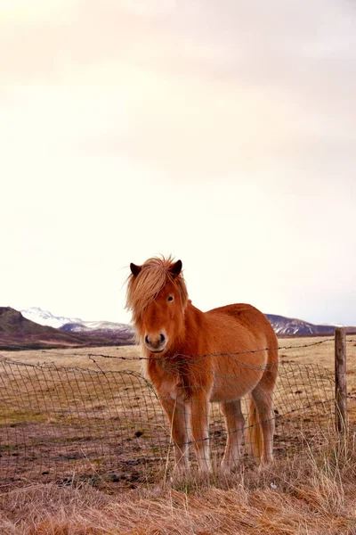 Andate Esplorare Islanda Autentica Inverno Incontra Cavallo Islandese Sviluppato Islanda — Foto Stock