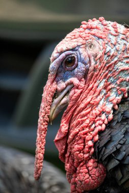 Tüysüz, bulanık derili, kahverengi gözlü, yaşlı erkek hindinin yakın çekimi.