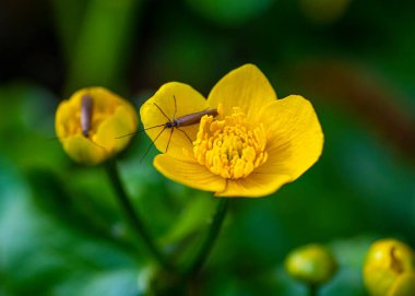 Bataklık kadife çiçeği makroyu kapat