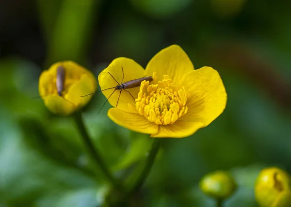 Sumpfdotterblume Aus Nächster Nähe Makro — Stockfoto