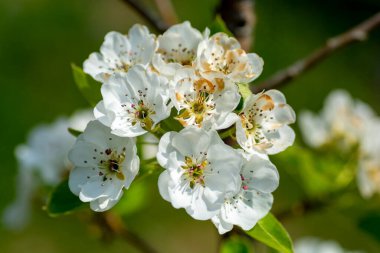 İlkbaharda armut ağacı çiçekleri. İlkbaharda armut çiçekleri..