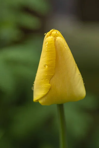 Yellow Tulip Flower Drops Water Macro Close — Stock Photo, Image
