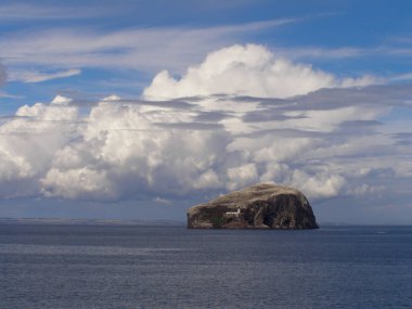 Bass Kayası bembeyaz, Sümsük kuşları İskoçya 'da Firth of Forth' un ağzında..