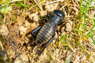 Çim cırcırböceği yuvasının önünde.