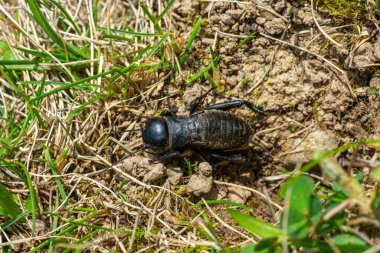 Çim cırcırböceği yuvasının önünde.
