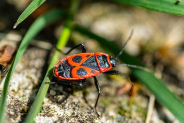 Kundakçı (Pyrrhocoris apterus) makroyu izole etti