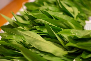 Yabani sarımsak (Allium ursinum) yaprakları yemek pişirmek için hazırlanan masada yıkanır.. 