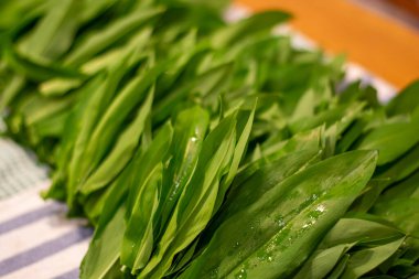 Yabani sarımsak (Allium ursinum) yaprakları yemek pişirmek için hazırlanan masada yıkanır.. 