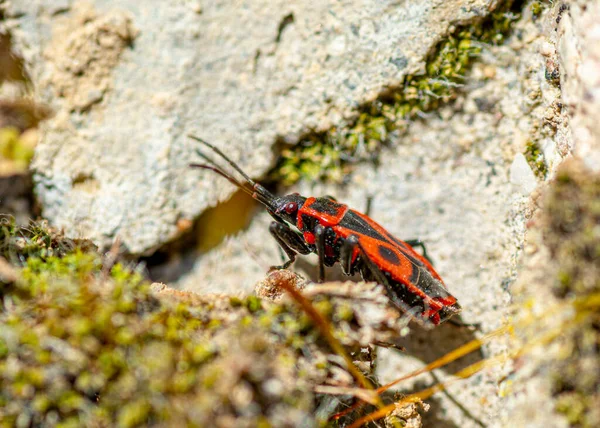 Firebug Pyrhocoris Apterus Isolado Close Macro — Fotografia de Stock