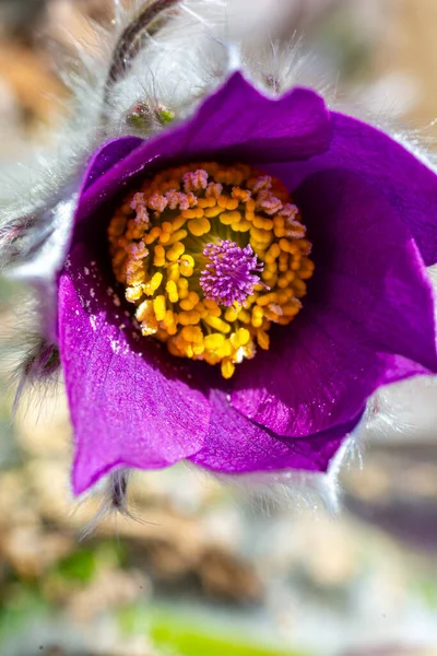 Dream Grass Flowers Lumbago Blossomed Spring — Stock Photo, Image