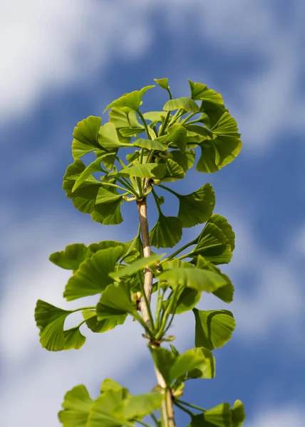 Φύλλα Από Ένα Δέντρο Ginkgo Biloba Maidenhair Tree Ginkgophyta — Φωτογραφία Αρχείου
