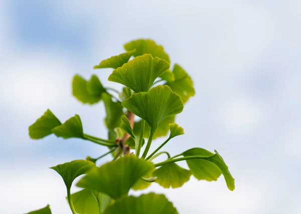 Ginkgo biloba ağacı, Maidenhair ağacı, Ginkgophyta.