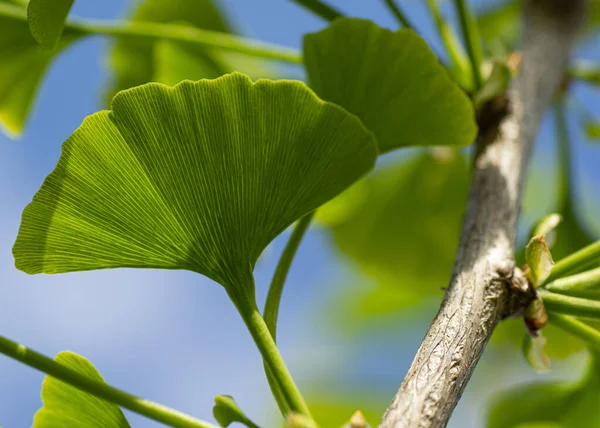Φύλλα Από Ένα Δέντρο Ginkgo Biloba Maidenhair Tree Ginkgophyta — Φωτογραφία Αρχείου