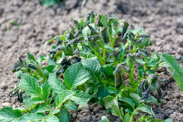 Patates Bitkileri Donmadan Zarar Görmüştür Patates Bitkileri Yapraklarda Donma Hasarı — Stok fotoğraf