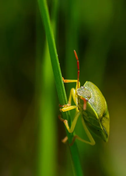Bug Escudo Verde Palomena Prasina Caminhando Longo Uma Folha — Fotografia de Stock