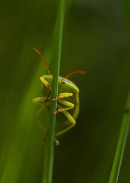 Een Green Shield Bug Palomena Prasina Lopend Langs Een Blad — Stockfoto