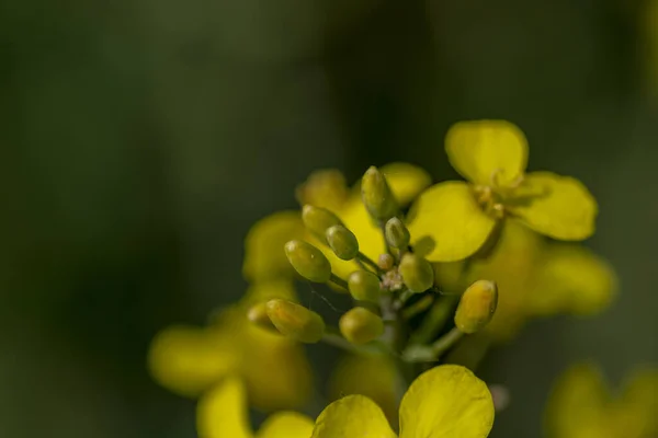 Szczegóły Kwitnącej Rzepaku Rzepaku Lub Rzepiku Języku Łacińskim Brassica Napus — Zdjęcie stockowe