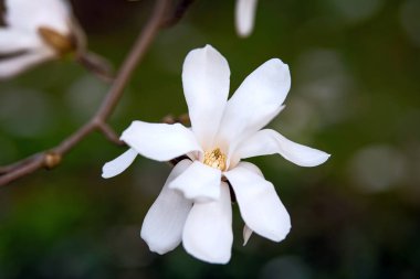 Güzel beyaz manolya çiçekleri. Çevre bakımı ve ekoloji kavramı. Harika doğal güzellik.
