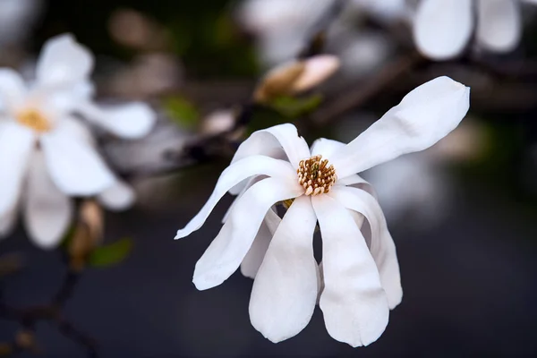 아름다운 흰색의 보호와 생태에 아름다운 자연의 아름다움 — 스톡 사진