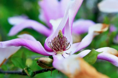 Güzel leylak manolya çiçekleri. Çevre bakımı ve ekoloji kavramı. Harika doğal güzellik.