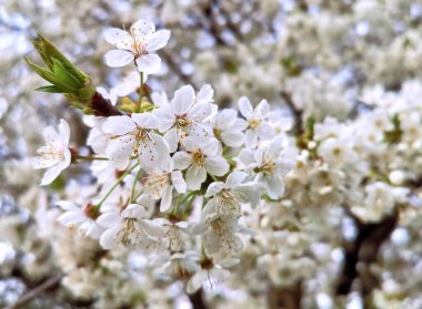 Çiçek açan güzel bahar çiçekleri. Çevre bakımı ve ekoloji kavramı. Harika doğal güzellik. Bahar geliyor..