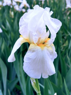 Çiçek açmış güzel mavi iris çiçeği. Çevre bakımı ve ekoloji kavramı. Harika doğal güzellik. Bahar geliyor..
