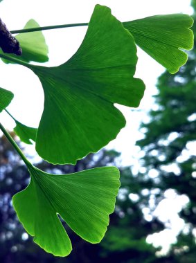 Gingko yakın plan terk ediyor. Çevre bakımı ve ekoloji kavramı. Harika doğal güzellik. Bahar geliyor..