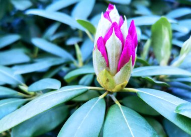 Çiçek açan güzel bir bahar çiçeği. Çevre bakımı ve ekoloji kavramı. Harika doğal güzellik. Bahar geliyor..