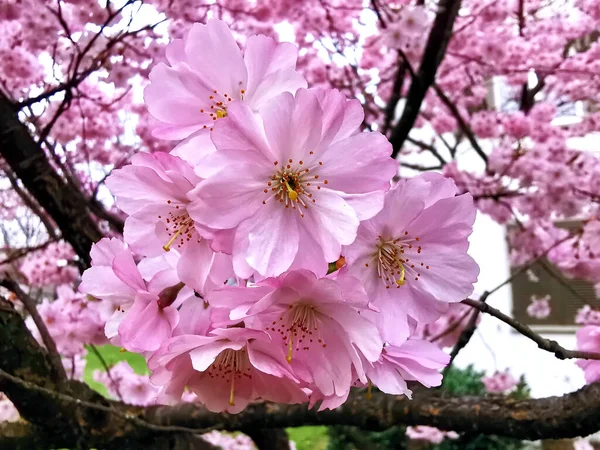 Beautiful spring flowers in bloom. Concept of environment care and ecology. Wonderful natural beauty. Spring coming.