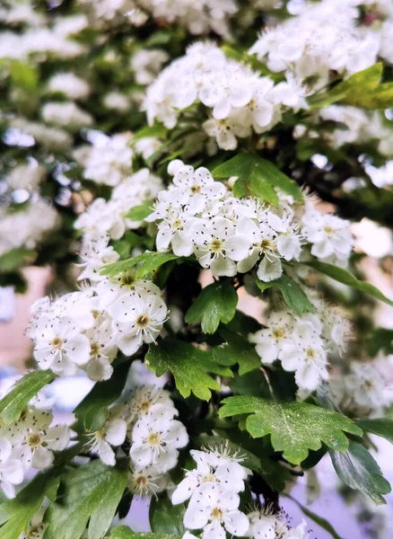 Lindas Flores Primavera Flor Conceito Cuidado Ambiental Ecologia Maravilhosa Beleza — Fotografia de Stock