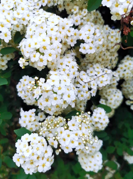 Красиві Весняні Квіти Цвітуть Концепція Охорони Навколишнього Середовища Екології Чудова — стокове фото
