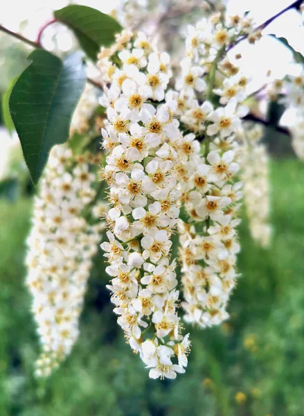 Schöne Frühlingsblumen Blühen Konzept Der Umweltpflege Und Ökologie Wunderbare Natürliche — Stockfoto