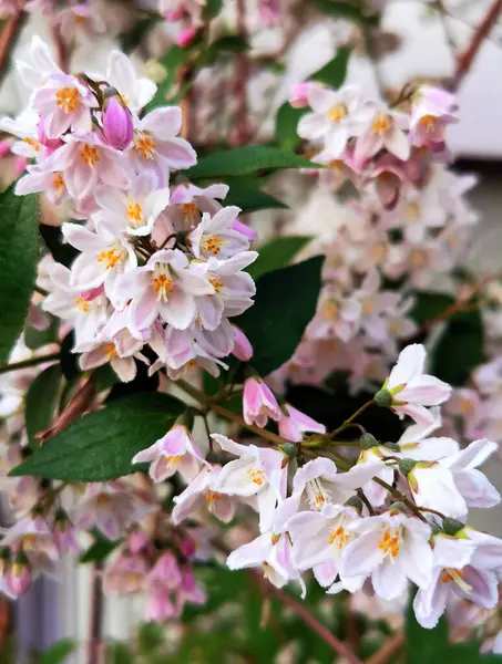 Lindas Flores Primavera Flor Conceito Cuidado Ambiental Ecologia Maravilhosa Beleza — Fotografia de Stock