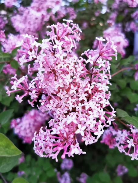 Красиві Весняні Квіти Цвітуть Концепція Охорони Навколишнього Середовища Екології Чудова — стокове фото