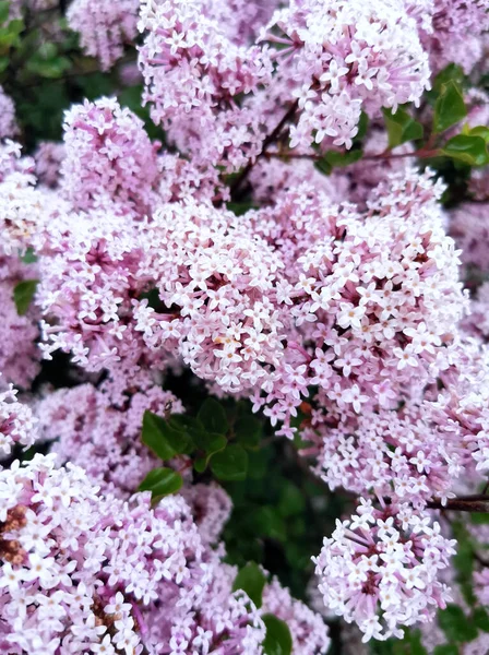 Bellissimi Fiori Primaverili Fiore Concetto Tutela Ambientale Ecologia Bellezza Naturale — Foto Stock