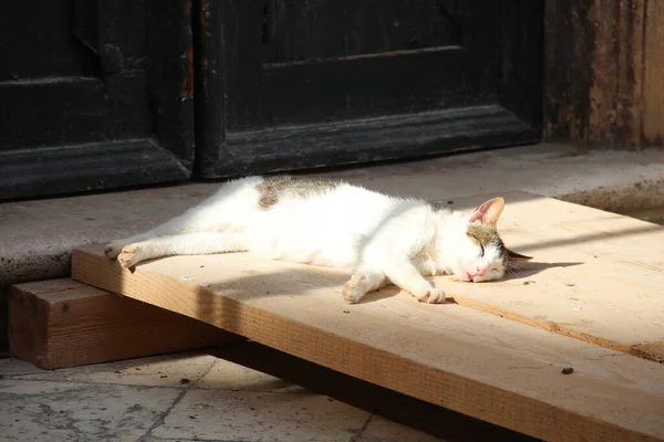 Gato Dormido Dubrovnik — Foto de Stock