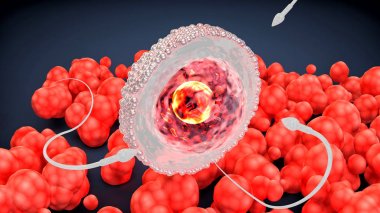 Sperm ve yumurta hücresi. Erken sahne embriyo. Döllenme kavramı. 3D çizim