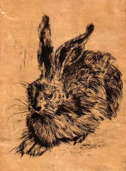 Rabbit.Original desenhado à mão, inspirado em Albrecht Durer, 1502 estudo — Fotografia de Stock