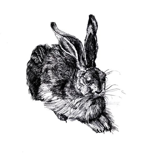 Conejo. Dibujo dibujado a mano ilustración — Foto de Stock
