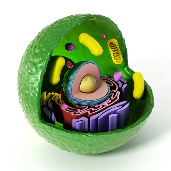 Djura cellen anatomi isolerad på vit bakgrund. 3D illustration — Stockfoto