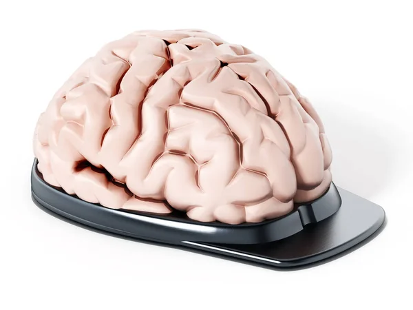 Menselijk brein op veiligheid GLB. 3D illustratie — Stockfoto