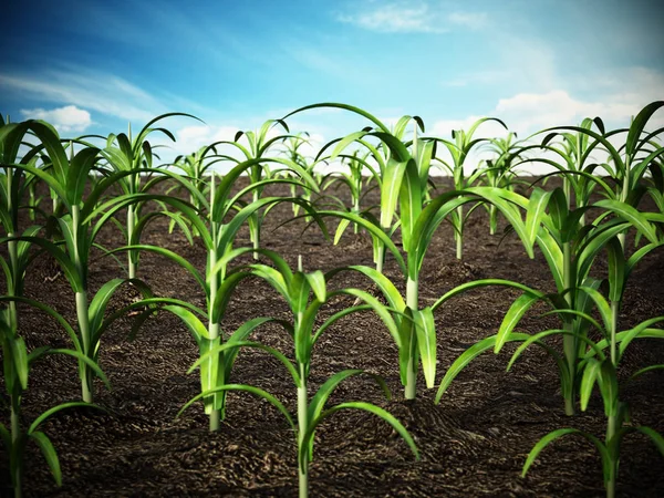 Campo de maíz. Profundidad del efecto de campo. Ilustración 3D —  Fotos de Stock