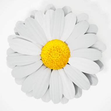 Daisy beyaz arka planda izole edilmiş. 3d illüstrasyon