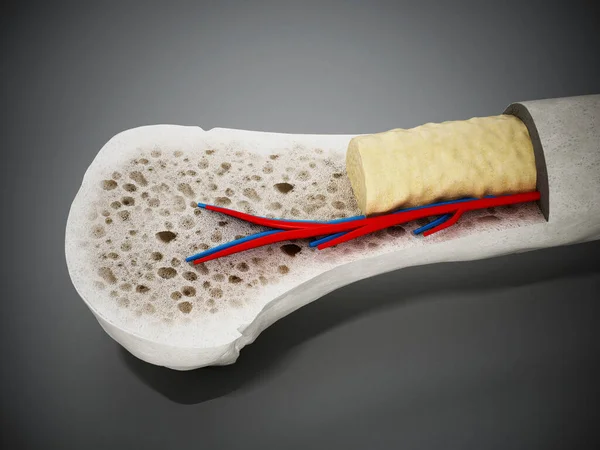 Cross Section Human Bone Showing Bone Marrow Spongy Bone Blood — Stock Photo, Image