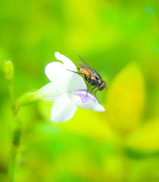 Fliegenpilz Saugt Sonnigen Tagen Nektar Blüten — Stockfoto