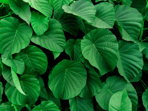 Vista Naturaleza Hojas Tropicales Verdes Para Fondo Fondo Pantalla Jardín — Foto de Stock