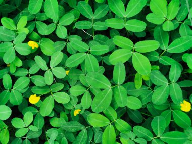 Arka plan ve duvar kağıdı için Pinto Peanut 'un (Arachis pintoi) doğa görünümü. Güzel ve taze yeşil yapraklar.