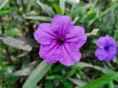 Ruellia tüberosa çiçeğinin güzel moru. Bahçede taze çiçek